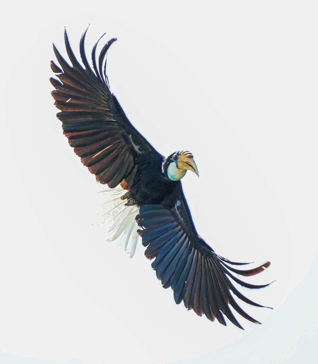 Blyth's Hornbill - ML657955402