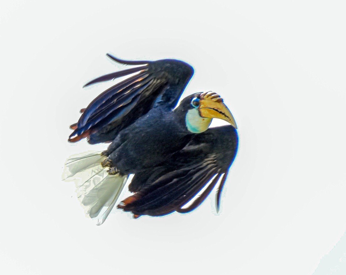 Blyth's Hornbill - ML657955403