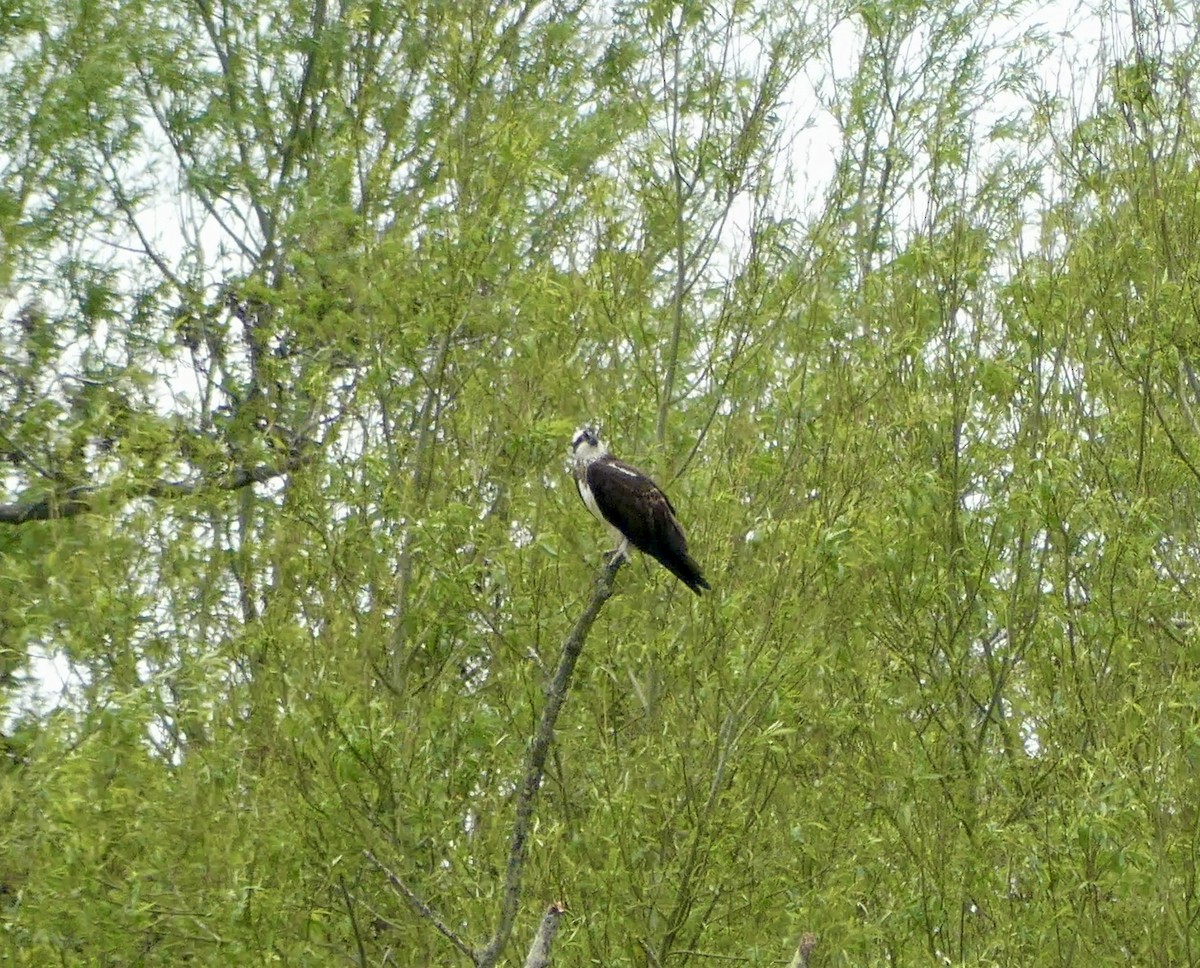 魚鷹 - ML657955405