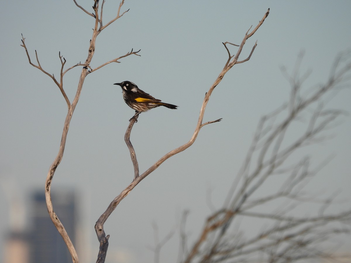 New Holland Honeyeater - ML657955408