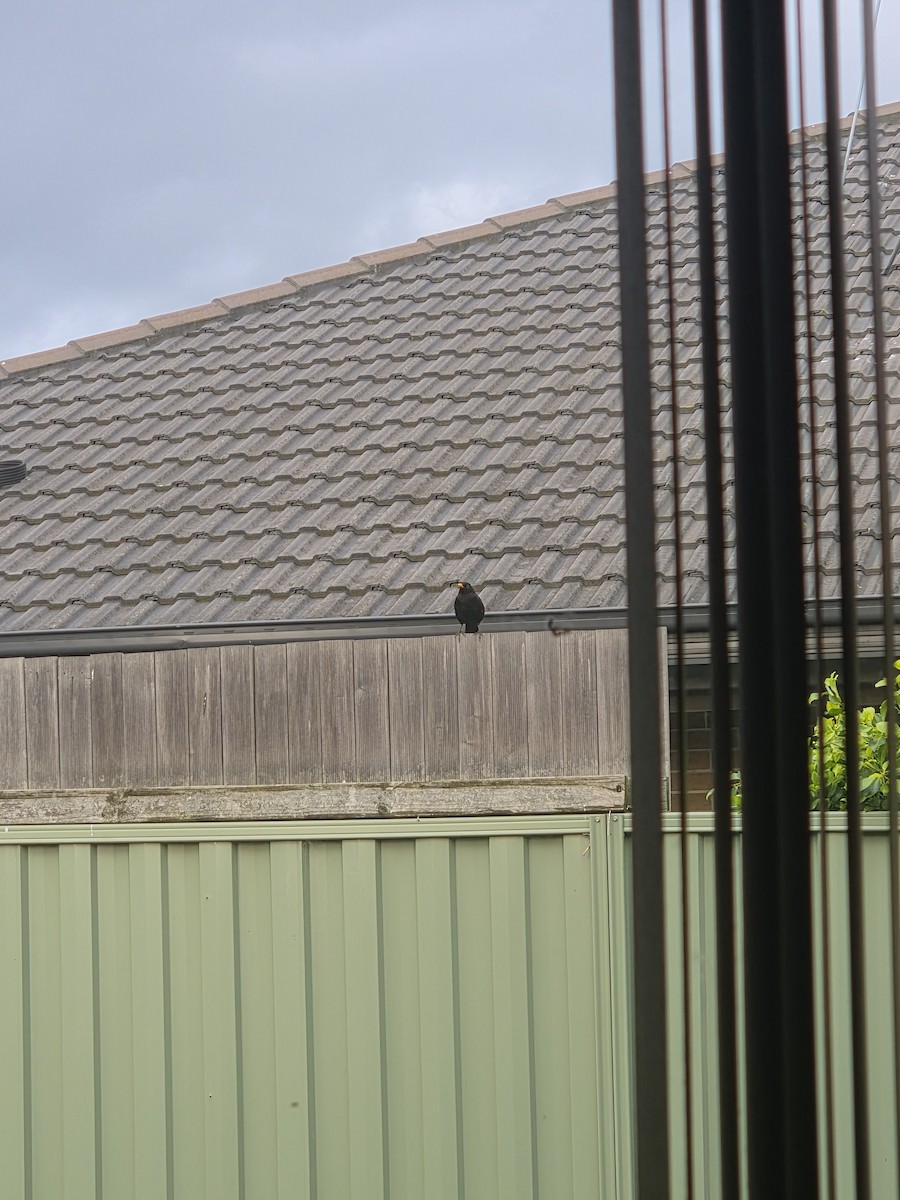 Eurasian Blackbird - ML657955410