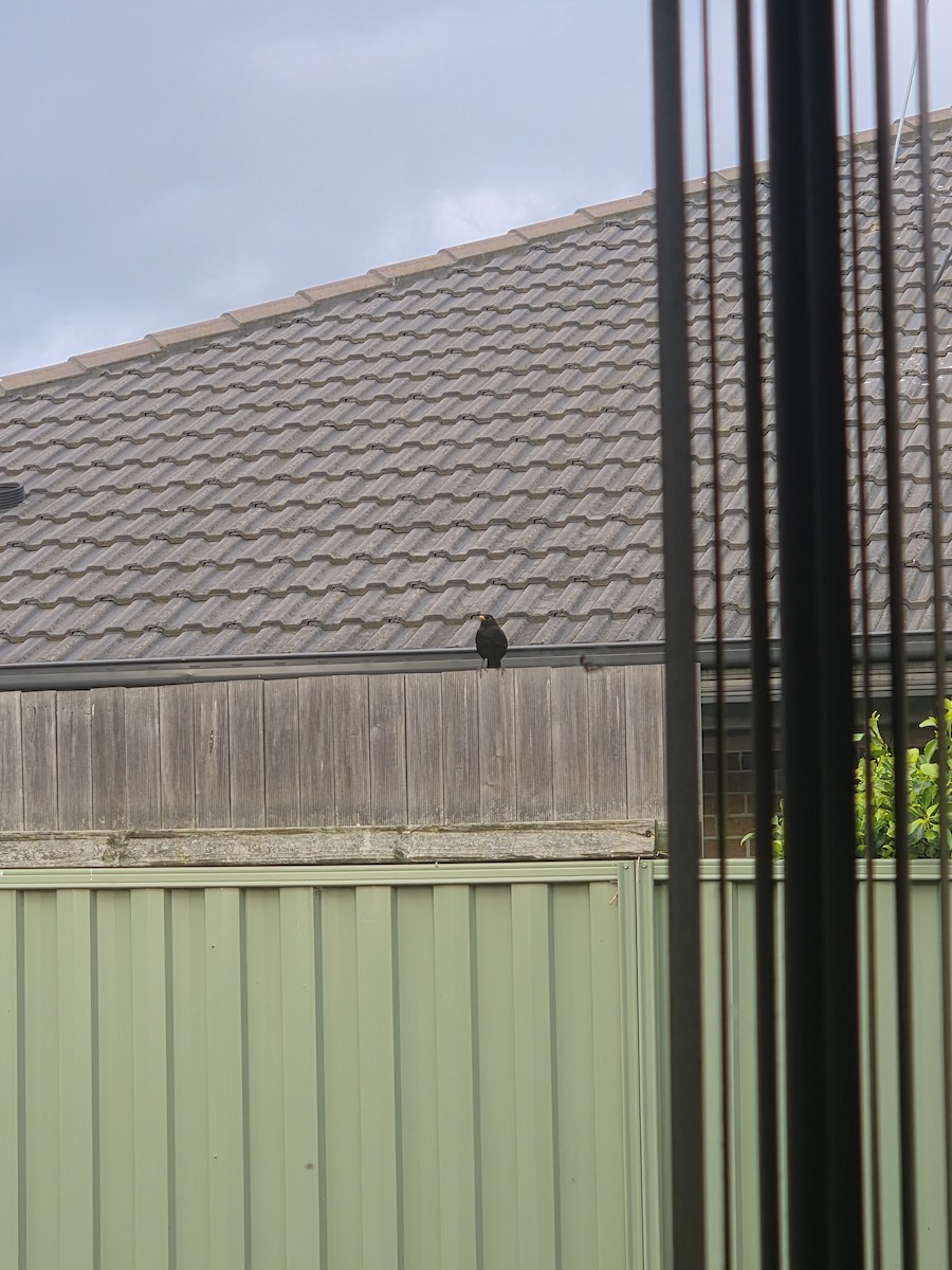 Eurasian Blackbird - ML657955411