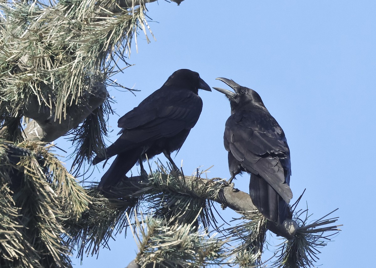 Common Raven - ML657955412