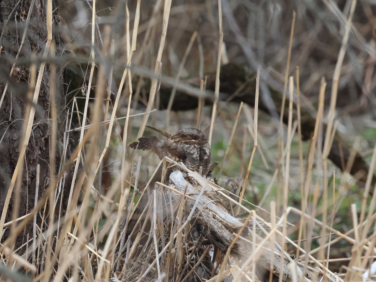 Eurasian Nightjar - ML657955413