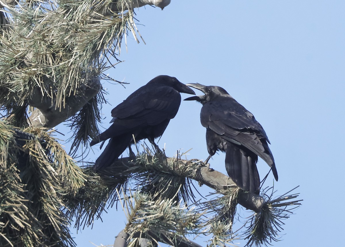 Common Raven - ML657955416