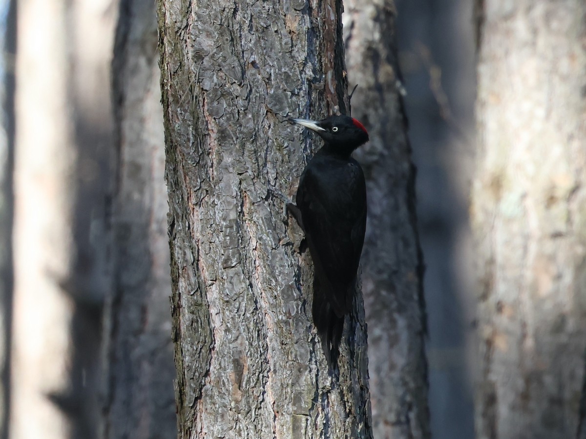 Black Woodpecker - ML657955422