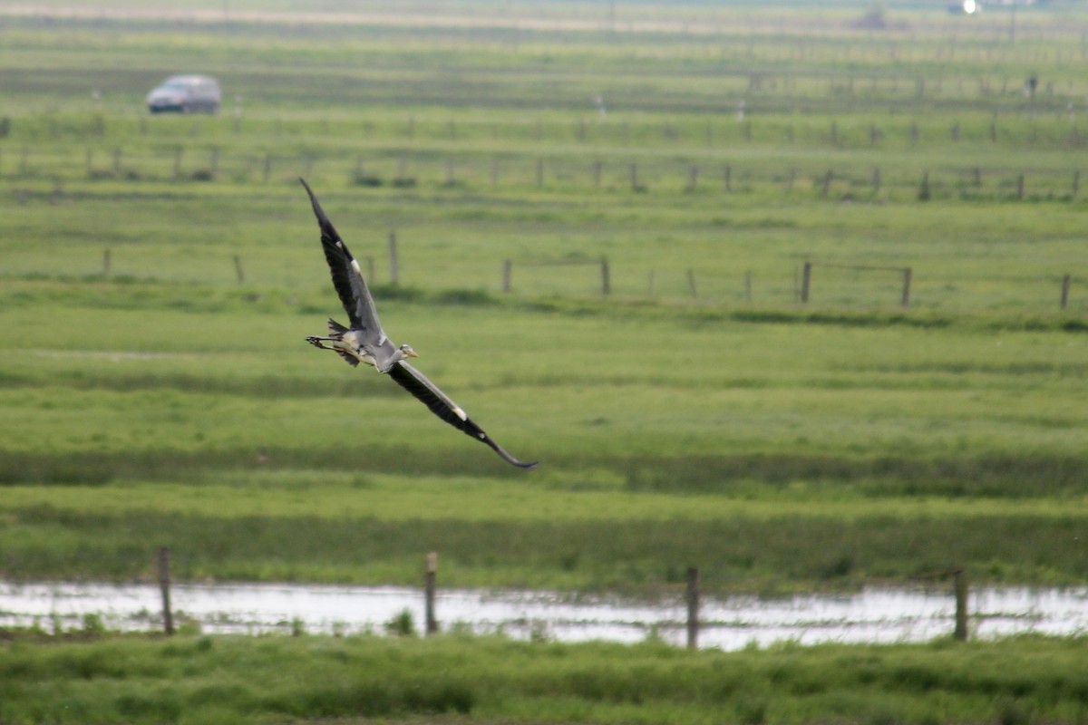 蒼鷺 - ML657955427