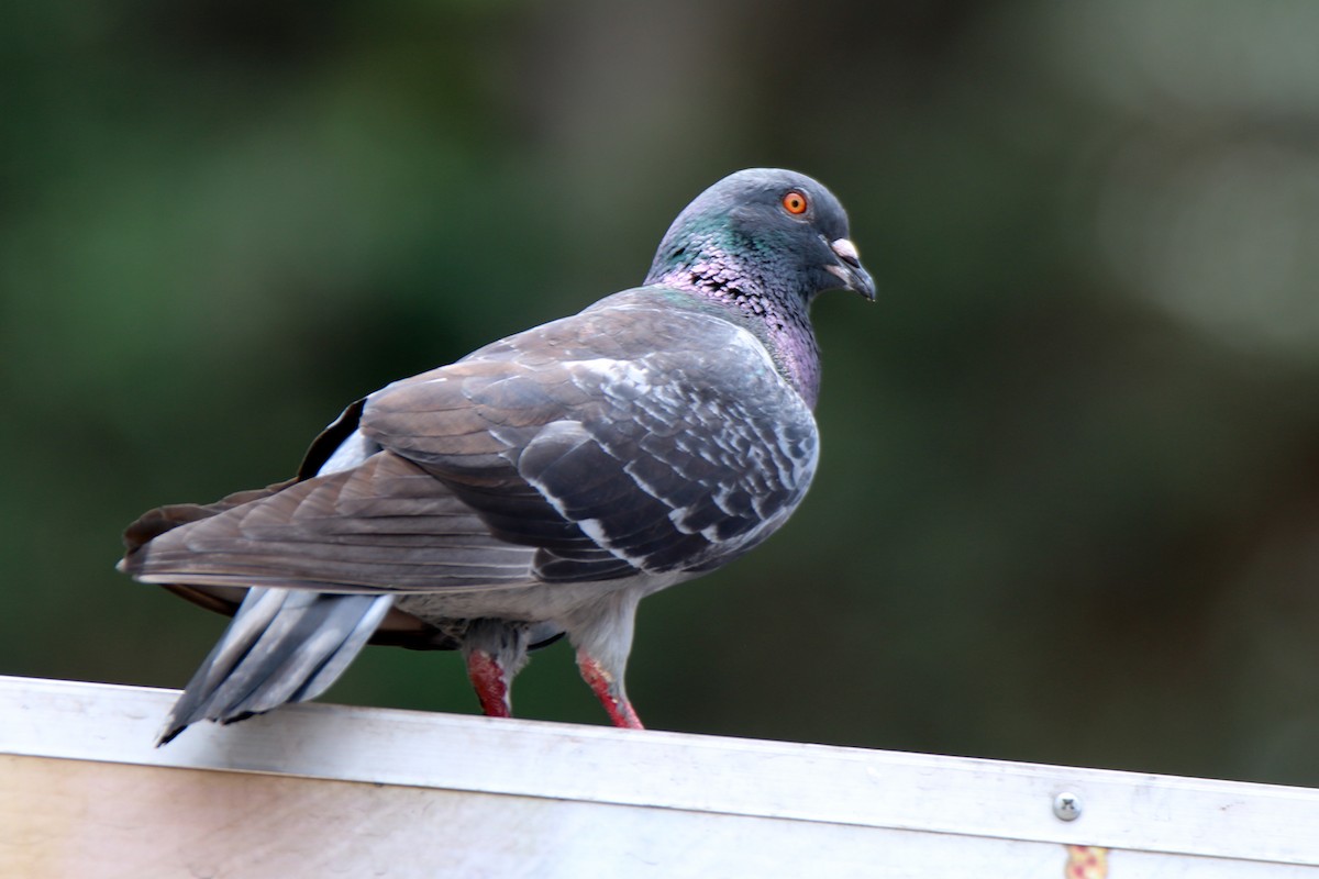 Rock Pigeon (Feral Pigeon) - ML657955452