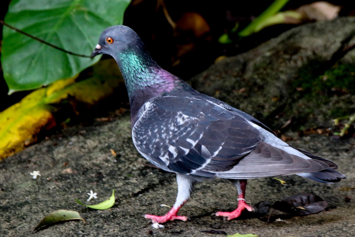Rock Pigeon (Feral Pigeon) - ML657955453
