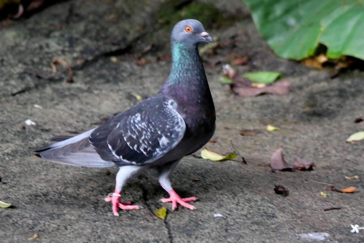 Rock Pigeon (Feral Pigeon) - ML657955454