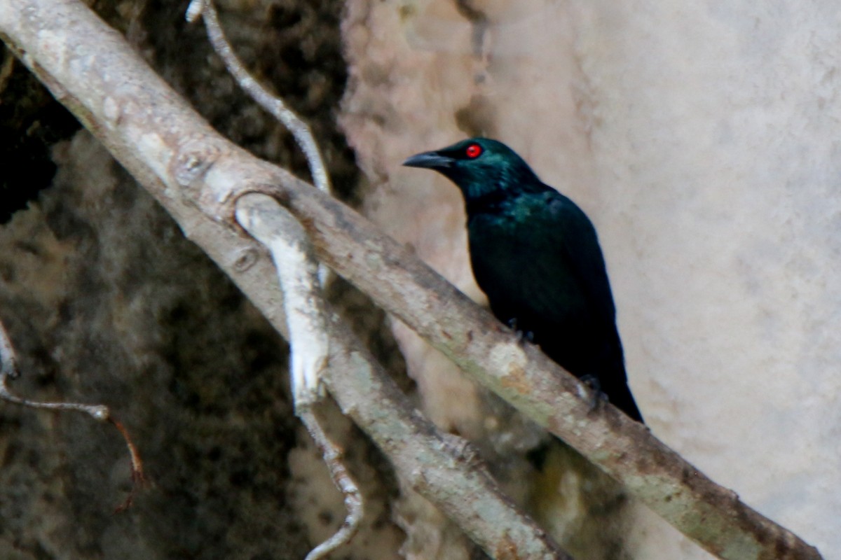 Asian Glossy Starling - ML657955461