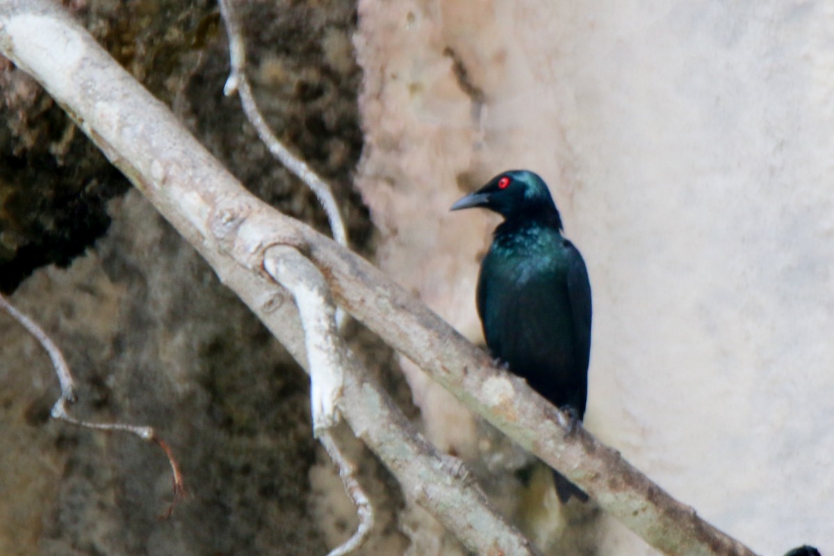 Asian Glossy Starling - ML657955462
