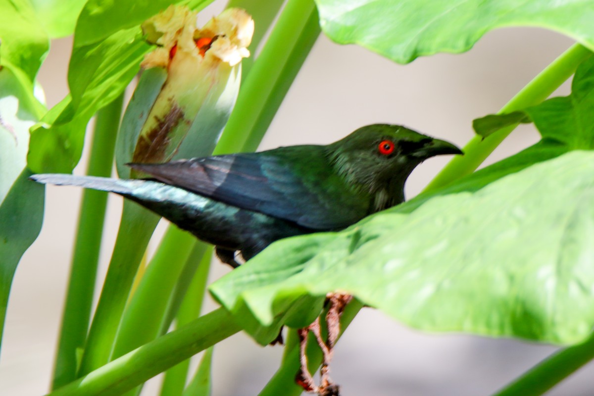 Asian Glossy Starling - ML657955463