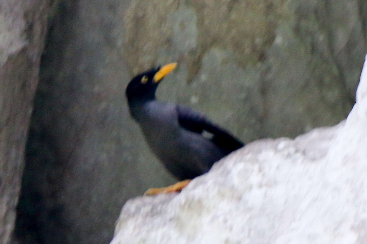 Javan Myna - ML657955465