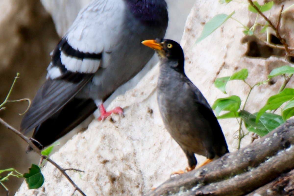 Javan Myna - ML657955466