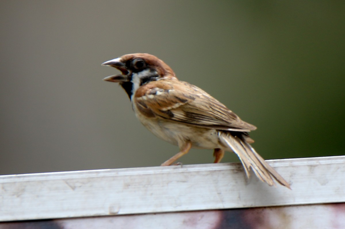 Eurasian Tree Sparrow - ML657955477