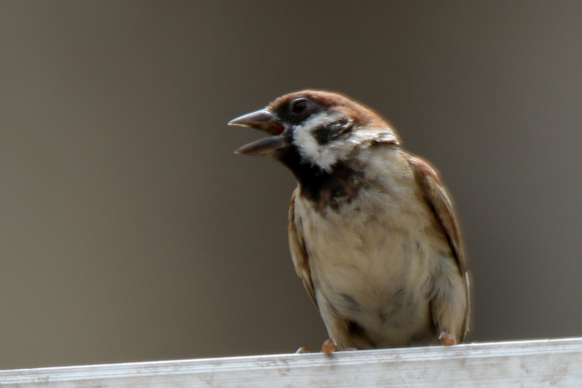 Eurasian Tree Sparrow - ML657955478