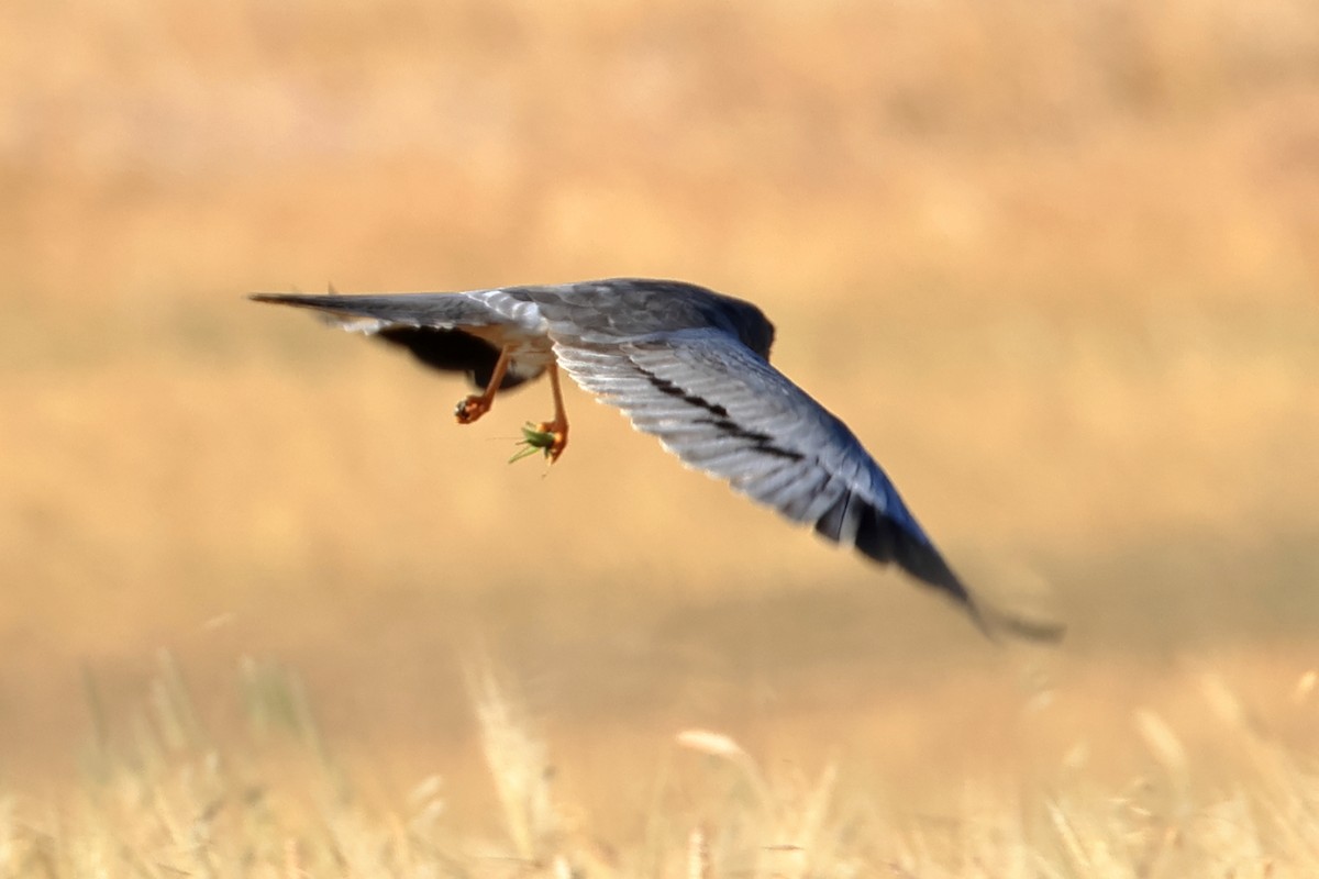 Montagu's Harrier - ML657955970