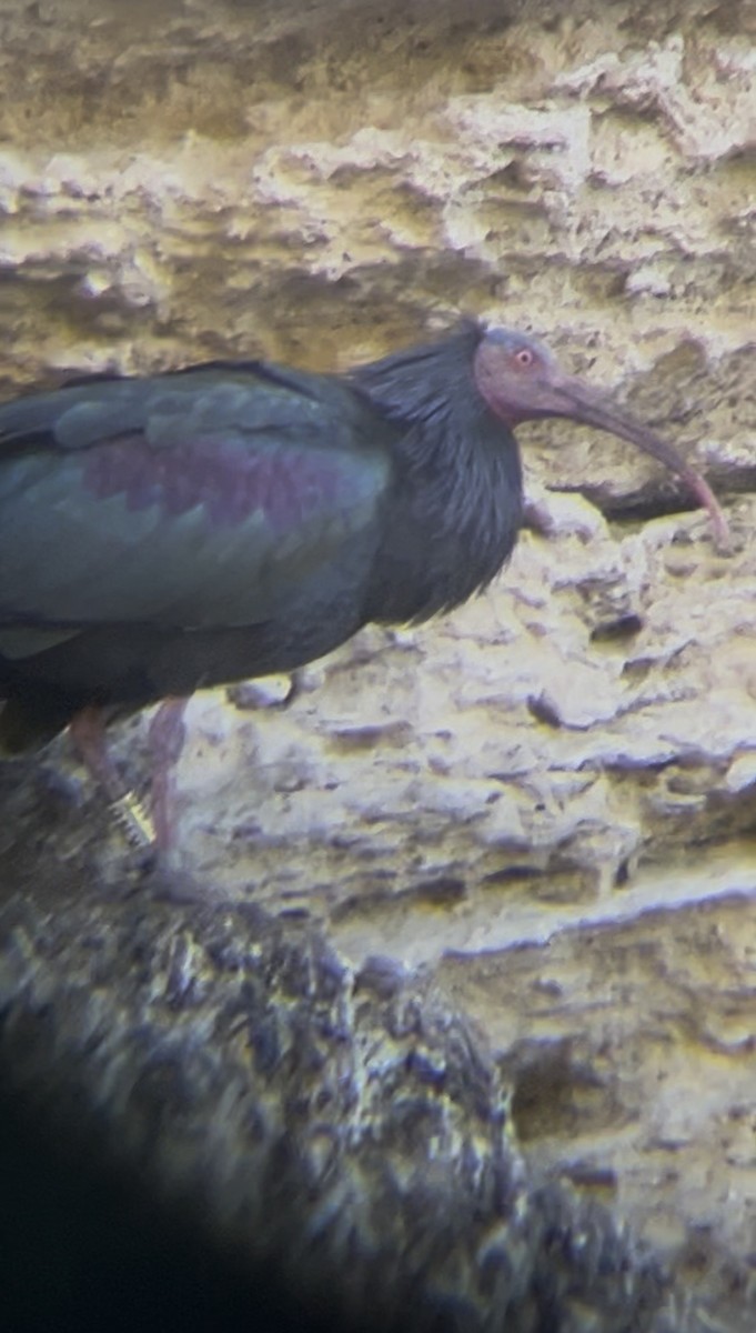 Northern Bald Ibis - ML657955973