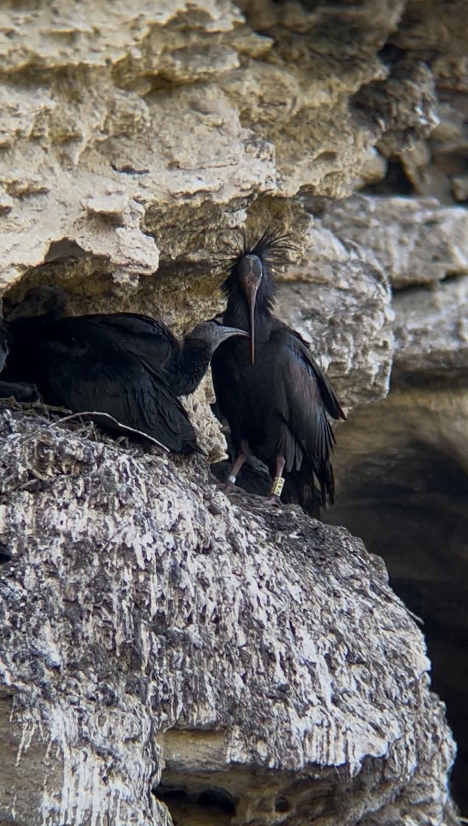Northern Bald Ibis - ML657955974