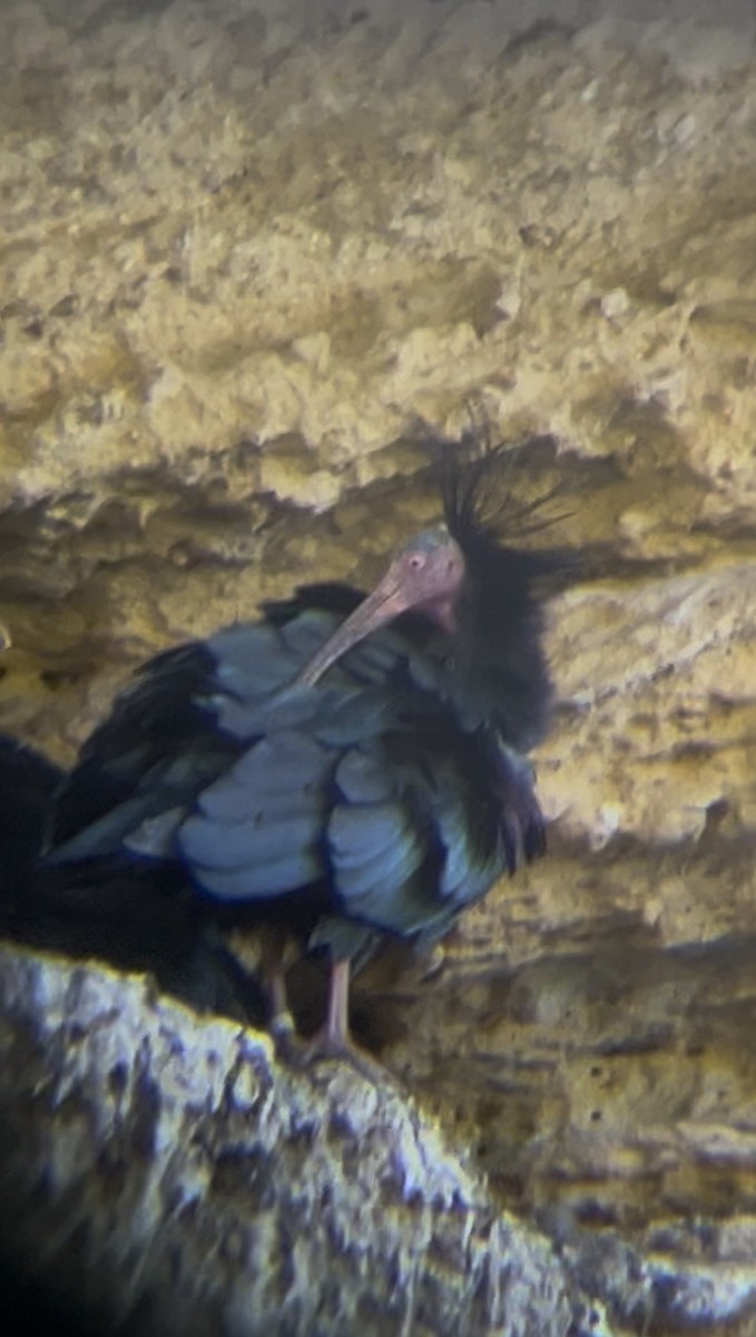 Northern Bald Ibis - ML657955975