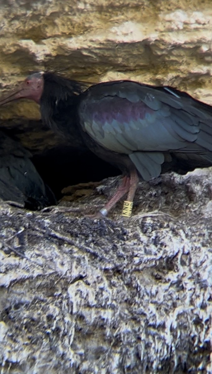 Northern Bald Ibis - ML657955976