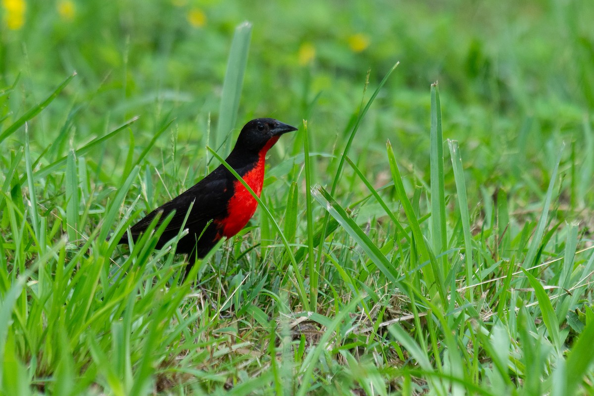 Red-breasted Meadowlark - ML657955977