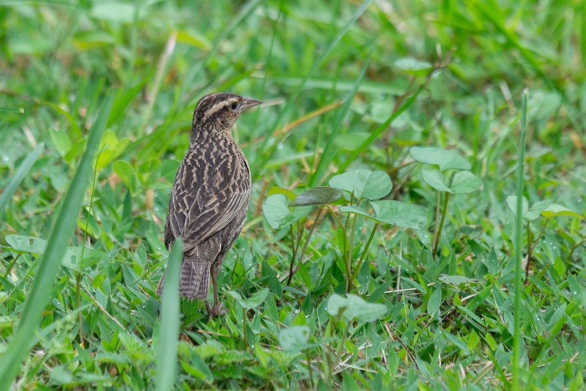 Red-breasted Meadowlark - ML657955978
