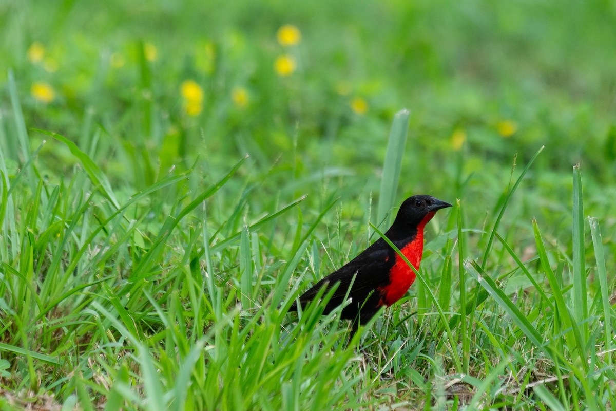 Red-breasted Meadowlark - ML657955979
