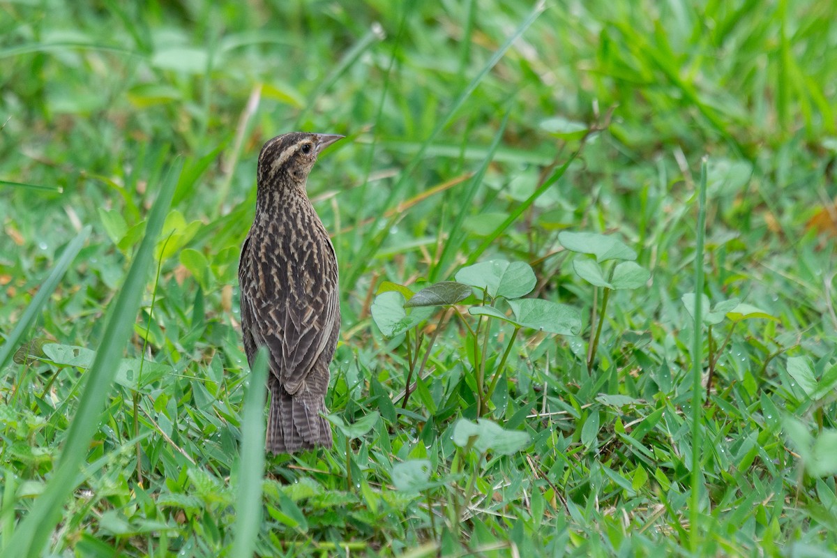 Red-breasted Meadowlark - ML657955981