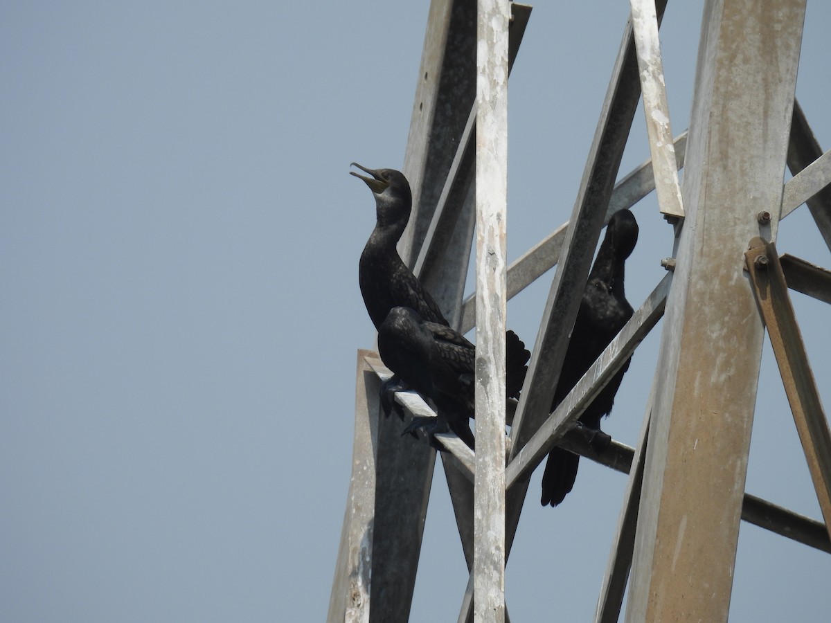 Indian Cormorant - ML657955983