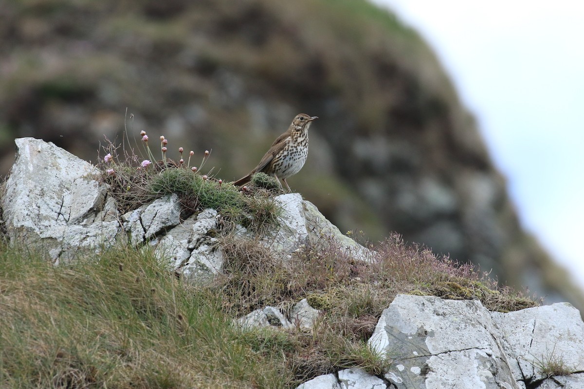 Song Thrush - ML657955984