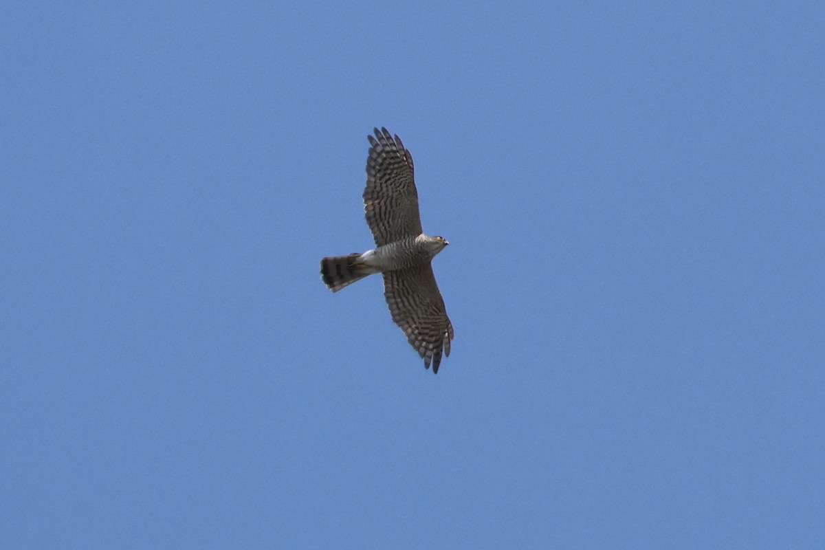 Japanese Sparrowhawk - ML657955985