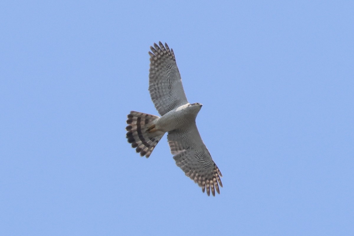 Eurasian Goshawk - ML657955986