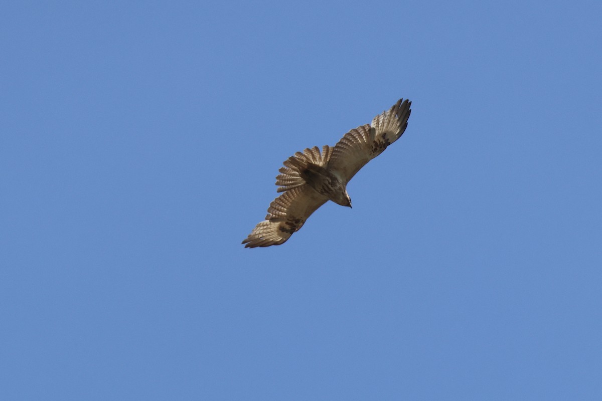 Eastern Buzzard - ML657955987