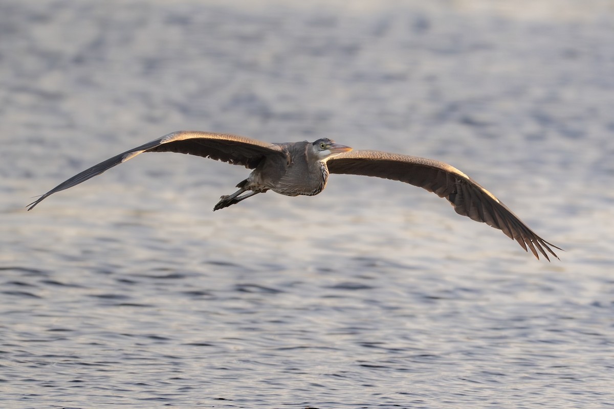 Great Blue Heron - ML657955988