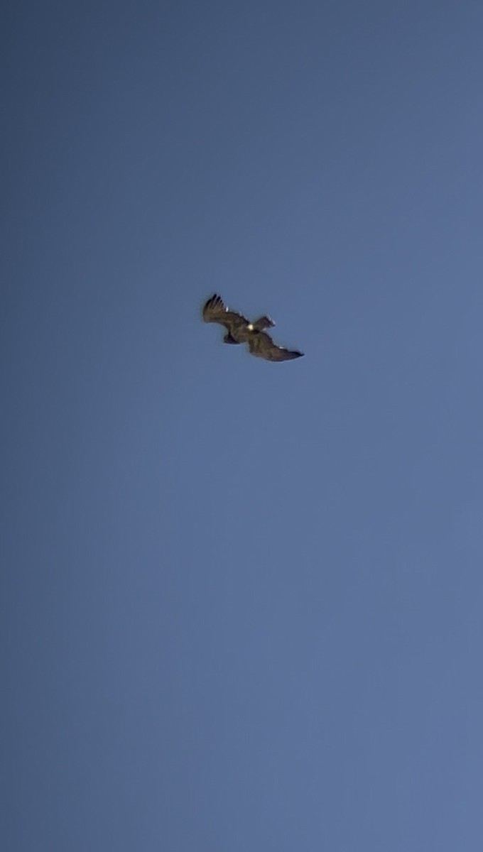 Short-toed Snake-Eagle - ML657955989