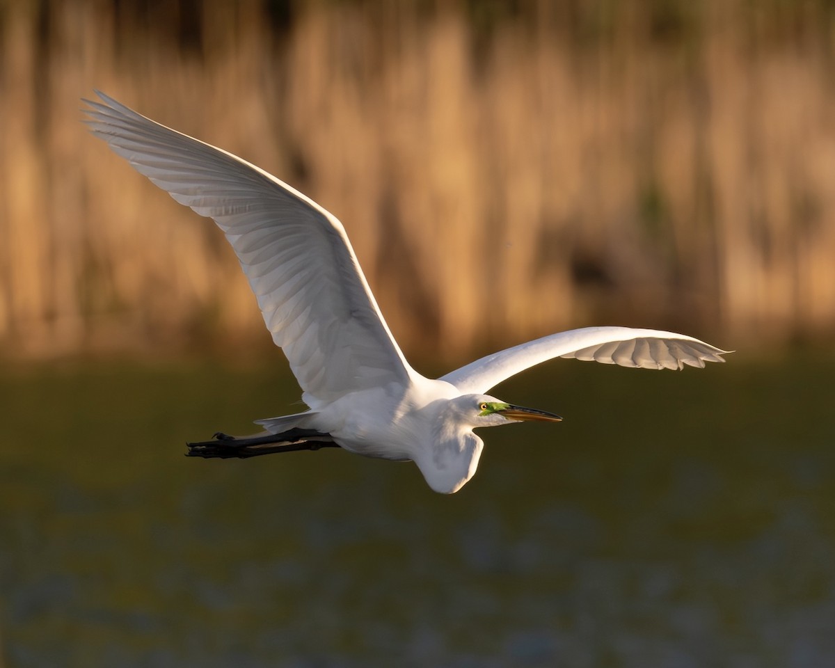 Great Egret - ML657955990