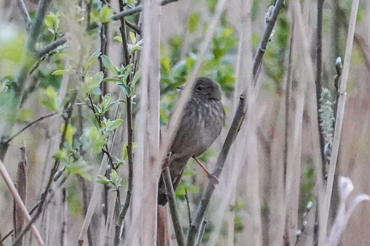 River Warbler - ML657955996
