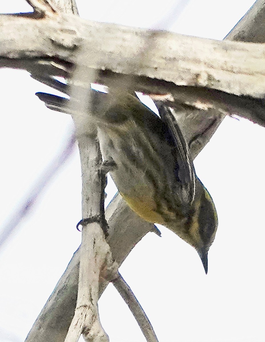 Townsend's Warbler - ML657955998