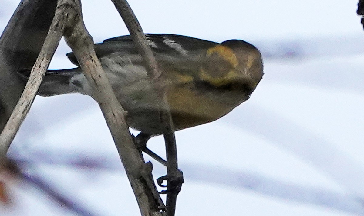 Townsend's Warbler - ML657955999