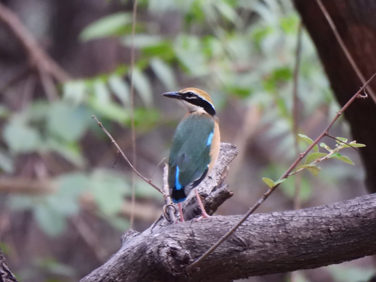 Indian Pitta - ML657956000