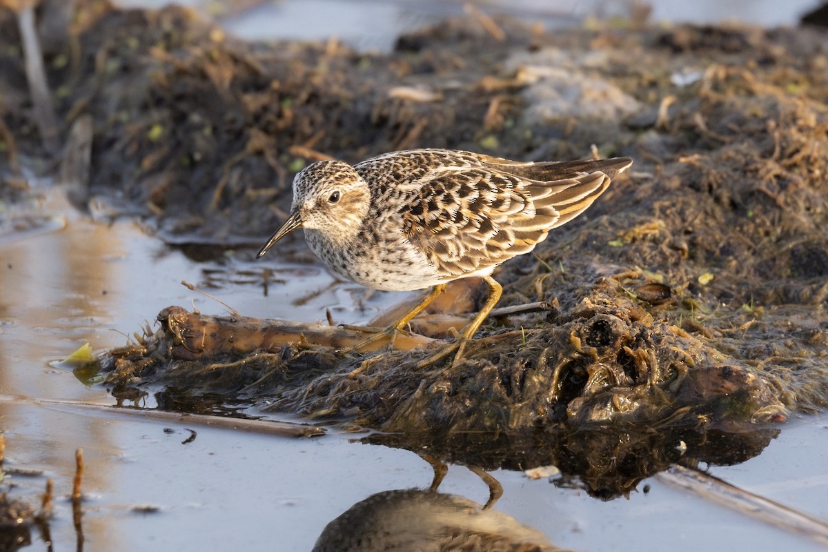 Least Sandpiper - ML657956002