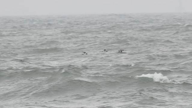 Common Murre - ML657957045