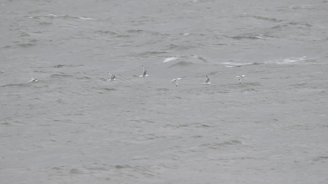 Black-legged Kittiwake - ML657957069