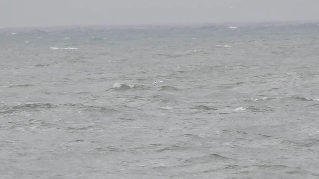 Black-legged Kittiwake - ML657957070