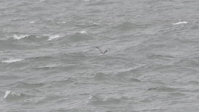 Northern Fulmar - ML657957072