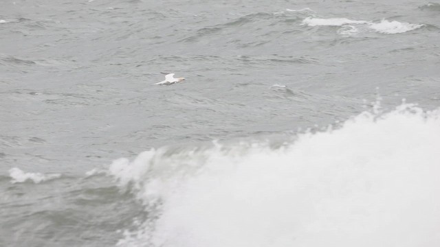 Northern Gannet - ML657957081