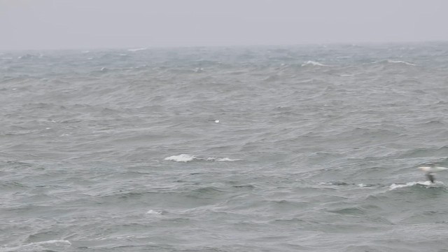 Northern Gannet - ML657957082