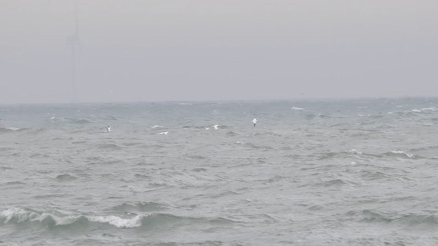 Northern Gannet - ML657957083